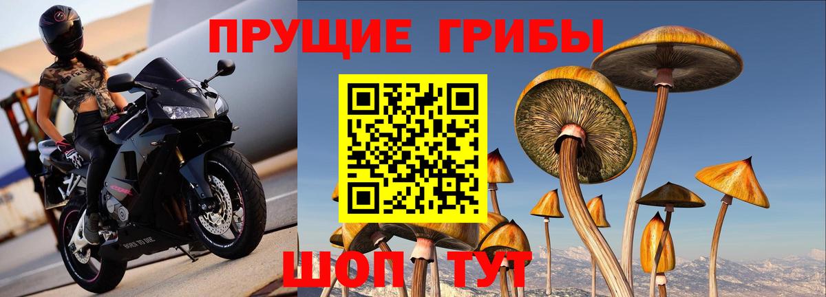 Губкин  Псилоцибиновые грибы мицелий  Вход с VPN 